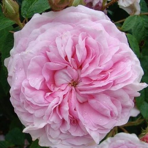 Vendita, rose rose alba - rosa - Rosa New Maiden Blush - rosa intensamente profumata - James Booth - Il centro del fiore è di un rosa più scuro e il bordo ha un riflesso più chiaro.